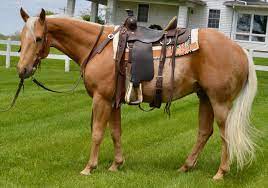 For Sale - Porter Quarter Horses Horses Quarter Horses For Sale Quarter Horse