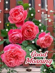 Have a fabulous day, and before i come home for christmas, expect these good morning messages from me. 51 Good Morning Wishes With Rose Morning Greetings Morning Quotes And Wishes Images