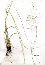 Image result for Tricholaena