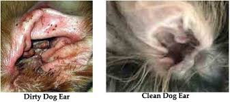 Image result for mold in the ear dog