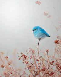 Black Birds In Colorado Mountains Mountain Bluebird Colorado Birds Beautiful Birds