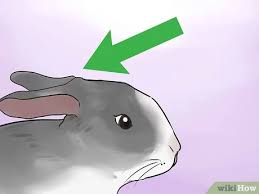 My mom came and said to me he is stitching, she putted water in his mouth and tipped him. 3 Ways To Read Bunny Ear Signals Wikihow