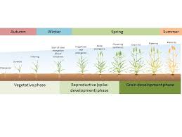 Wheat Phenology And The Drivers For Yield In The High