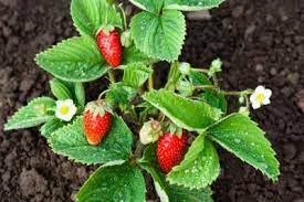 Am besten pflanzt du sie noch in den garten. Erdbeeren Im Garten Optimal Pflegen Uberwintern