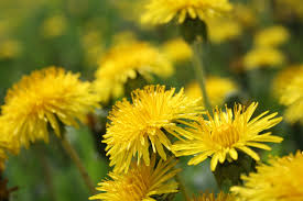 Maybe you would like to learn more about one of these? Please Eat The Dandelions Edible Long Island