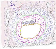 Check spelling or type a new query. Developmental Biology Undergraduate Medical Education Mcgill University