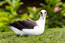 The Amazing Albatross! - International Bird Rescue
