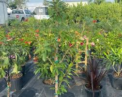 Image result for Jatropha seineri