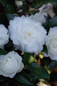 Check spelling or type a new query. 36 Plant Spotlight Ideas Plants Garden Shade Garden