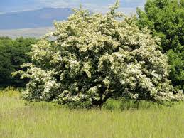 Hawthorn trees bloom in spring with white or pink flowers, followed by small fruit in fall that provides winter food for birds. Common Hawthorn Identification Leaves Bark Habitat Crataegus Monogyna