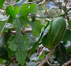 Image result for Peponium vogelii