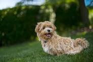 Lhasapoo (Lhasa Apso & Poodle Mix): Info, Pictures, Care ...