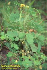 Image result for Senna obtusifolia