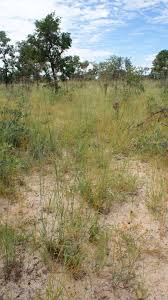 Image result for Panicum kalaharense