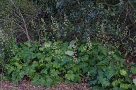 Theodore payne foundation for wildflowers and native plants—california native plant wiki: Full Shade Plants