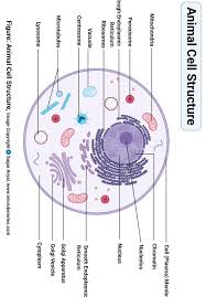 Plastids have a double membrane. Draw A Labelled Diagram Of An Animal Cell State Three Differences Between Animal And Plant Cell Brainly In