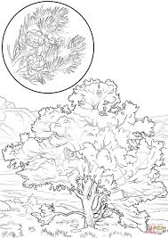 Print this worksheet so your students can learn about the state bird and flower of idaho as well as the state flag. Idaho State Tree Coloring Page Free Coloring Library
