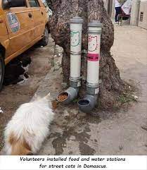 Faith In Humanity Restored 11 Pics Cat Care Cats Feral Cats