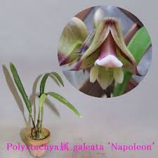 Image result for Polystachya galeata