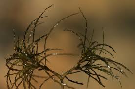 Image result for Najas