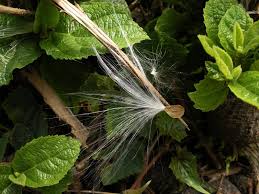 Image result for Marsdenia dregea