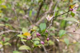 We did not find results for: 188 Lemon Meyer Tree Photos Free Royalty Free Stock Photos From Dreamstime
