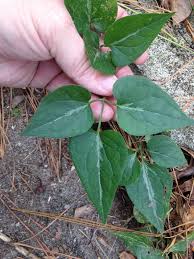 Maybe you would like to learn more about one of these? Sweet Autumn Clematis And The Benefits Of Mulching In The Winter Arthur In The Garden
