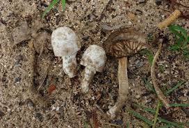 Image result for Aneilema arenicola