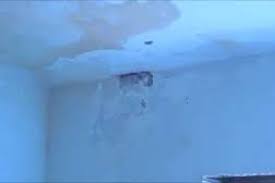 Se conservi un alimento in frigo per troppo tempo, anche a basse temperature essa si sviluppa. Opuscolo Del Ministero Su Umidita E Muffe Cosa Sono Quali Sono Le Conseguenze Per La Salute E Come Prevenirne Gli Effetti 2la