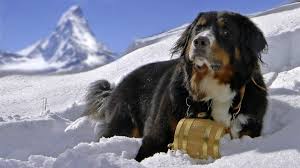 Masaustu 1920x1080 Piksel Hayvanlar Bern Dag Kopegi Kopek Sennenhund Kar 1920x1080 1090889 Masaustu Arka Plan Hd Wallhere