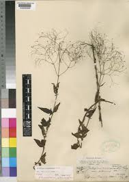 Image result for Galopina