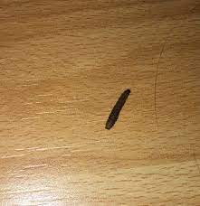 Schwammspinner ist die raupe giftig und wie bekampft man sie. Braune Raupen In Kuche Wohnung Raupe Schadlingsbekampfung