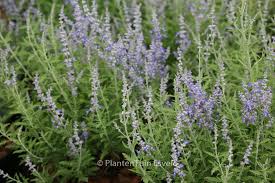 Image result for Perovskia atriplicifolia lacey blue lisslitt photo