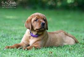Red Labrador Retrievers Red Labrador Retriever Puppies Renescence Labradors Buy Fox Red Labrador Retriever Lab Puppies Labrador