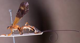 Image result for Pimpinella ledermannii