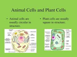 B12 in plant foods contrary to claims by the vegan community, usable b12 is not available in algae like clean sources of spirulina or tempeh (a fermented soy product). Animal Cells And Plant Cells Ppt Download