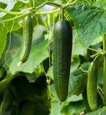 How to tell zucchini and cucumber seedlings apart. Cucumber Pickle Sowing Growing Harvest Same Plant For Both