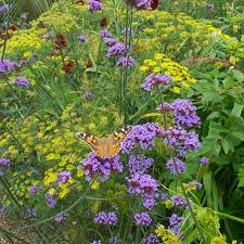 Image result for Verbena × teasii