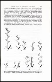 Image result for Ascolepis capensis