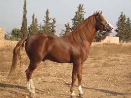 Les avis ne sont pas modifiables : Abaco Barb Horse Pictures Google Search Horses Horse Pictures Beautiful Horses