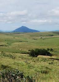 Image result for Commiphora fulvotomentosa