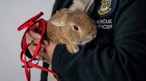 Hare, rabbit) เป็นวงศ์ของสัตว์ที่จัดอยู่ในไฟลัม สัตว์มีแกนสันหลัง ชั้นสัตว์เลี้ยงลูกด้วยนม อันดับกระต่าย (lagomorpha) ในวงศ์ leporidae à¸à¸£à¸°à¸• à¸²à¸¢à¹à¸„à¸£à¸° à¸£à¸§à¸¡à¸‚ à¸²à¸§à¹€à¸ à¸¢à¸§à¸ à¸š à¸à¸£à¸°à¸• à¸²à¸¢à¹à¸„à¸£à¸° à¹€à¸£ à¸­à¸‡à¸£à¸²à¸§à¸‚à¸­à¸‡ à¸à¸£à¸°à¸• à¸²à¸¢à¹à¸„à¸£à¸°