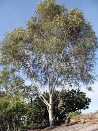 Maybe you would like to learn more about one of these? Eucalipto Azul Plants Present In Mazatlan City Nature Challenge Inaturalist