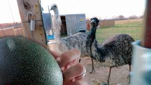 7 мин и 14 сек Download Emu Mp4 3gp Naijagreenmovies Netnaija Fzmovies