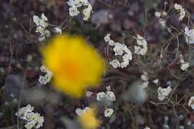 Maybe you would like to learn more about one of these? Rare Death Valley Super Bloom Carpets Desert With Color