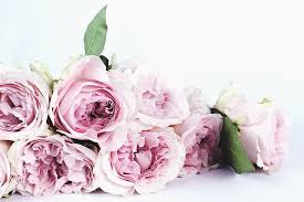 Maybe you would like to learn more about one of these? Rosa Flores Blanco Fondo Flor Rosas De Flores Rosas De Jardin Floracion Flora Naturaleza Pxfuel