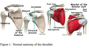 A shoulder strain stretches or tears a muscle or tendon. Shoulder Rotator Cuff Tear Ucla Orthopaedic Surgery Los Angeles Santa Monica Ca