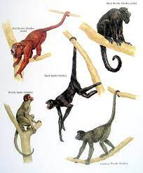 New World Monkeys Primat Zhivotnye Lemur