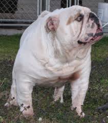 I produce muscular, healthy, hearty olde english bulldogge puppies for sale. Pictures Of English Bulldogs English Bulldog Breeder Ga Bull Dog Puppies Bennett S English English Bulldog Puppies Bulldog Bulldog Puppies