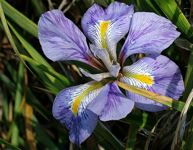 Algerian Iris | Duke Gardens